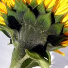 Sonnenblume von hinten