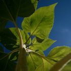 Sonnenblume von unten