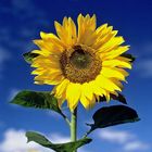 Sonnenblume vor blauem Himmel