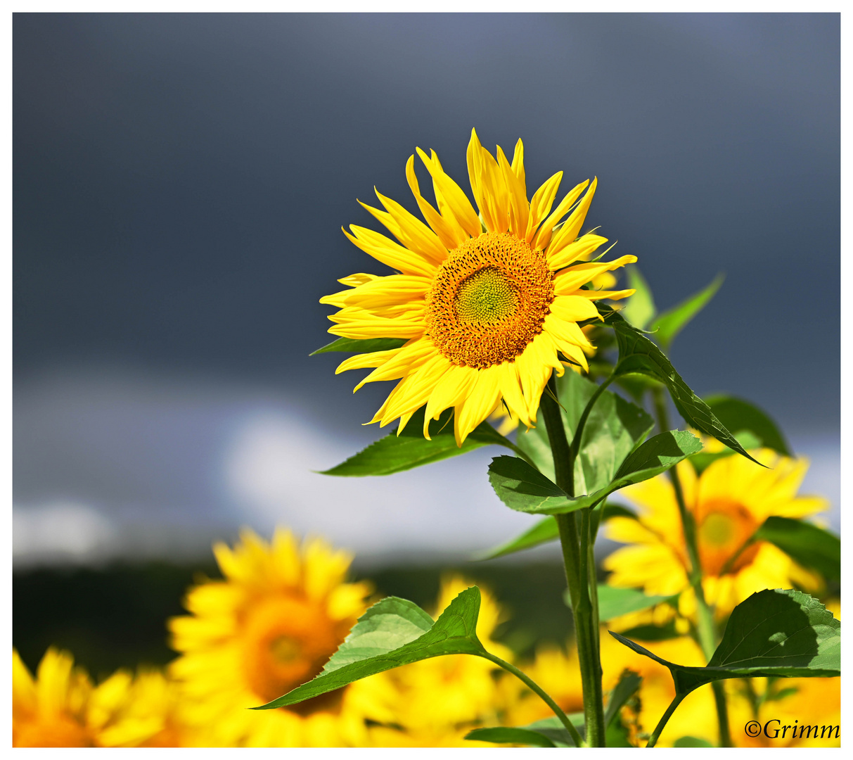 Sonnenblume vor dem Regen