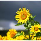 Sonnenblume vor dem Regen