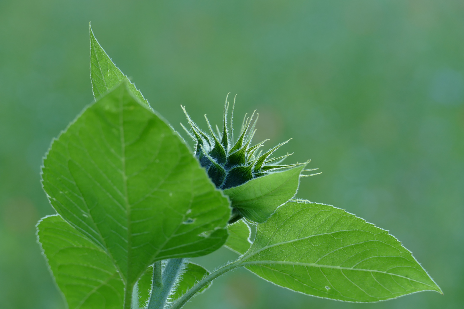 Sonnenblume vor der Blüte