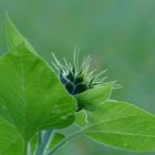 Sonnenblume vor der Blüte