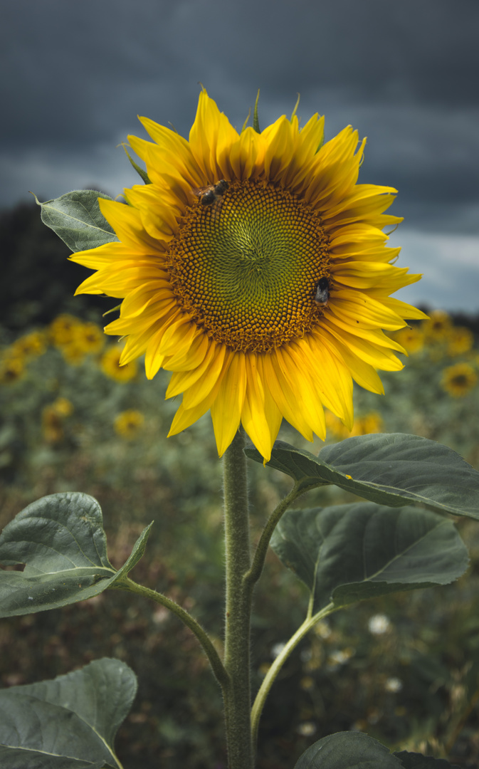 Sonnenblume vor dunklen Wolken