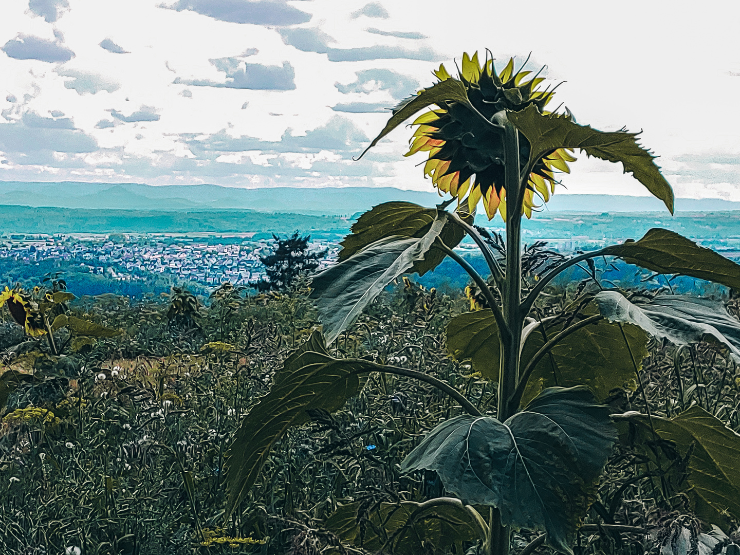 Sonnenblume vor Neckartal