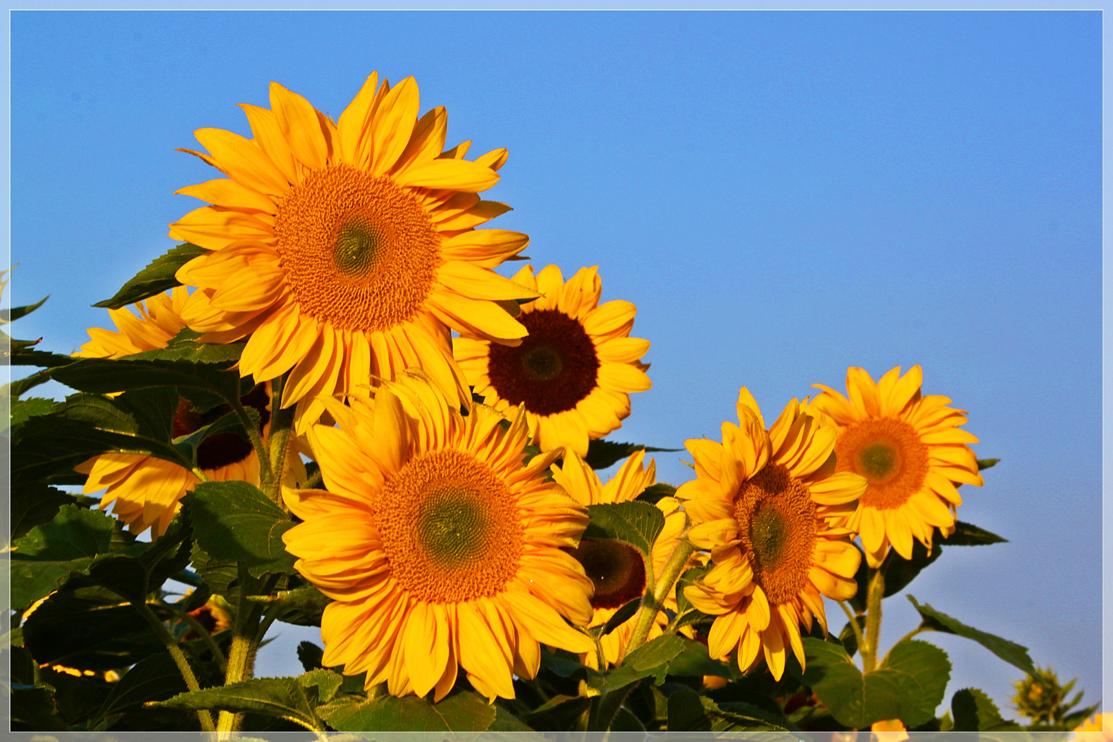 Sonnenblume vor stahlblauem Himmel