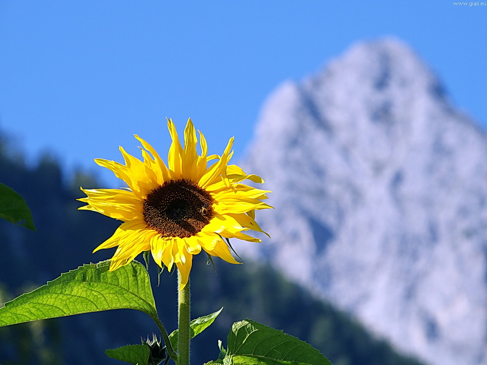 Sonnenblume vor Wetterstein