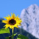 Sonnenblume vor Wetterstein