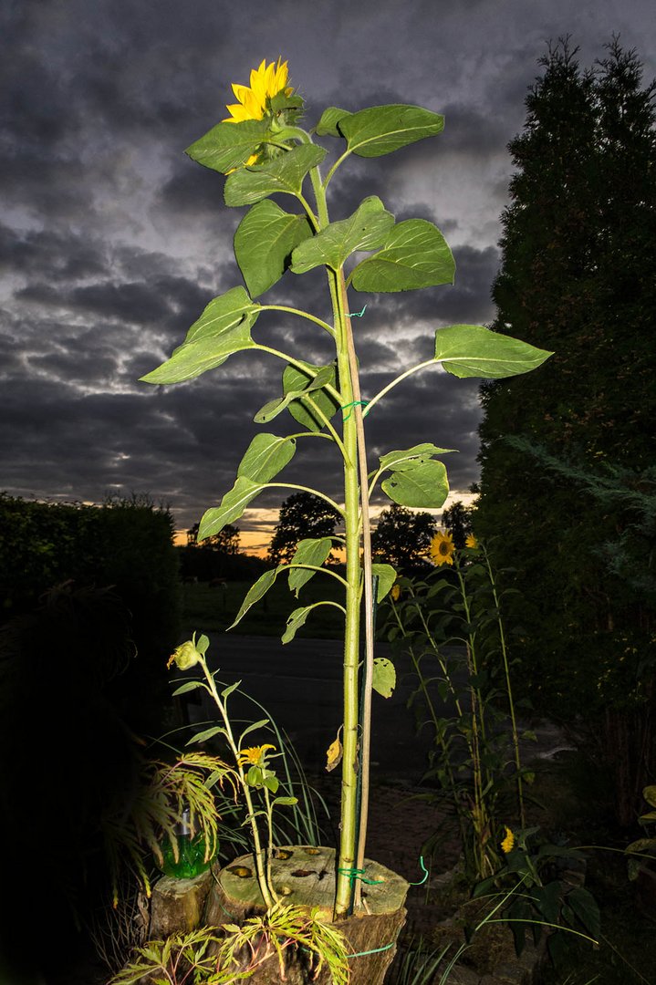 Sonnenblume wächst aus einem Baumstamm