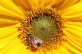 SONNENBLUME WALCHSEE