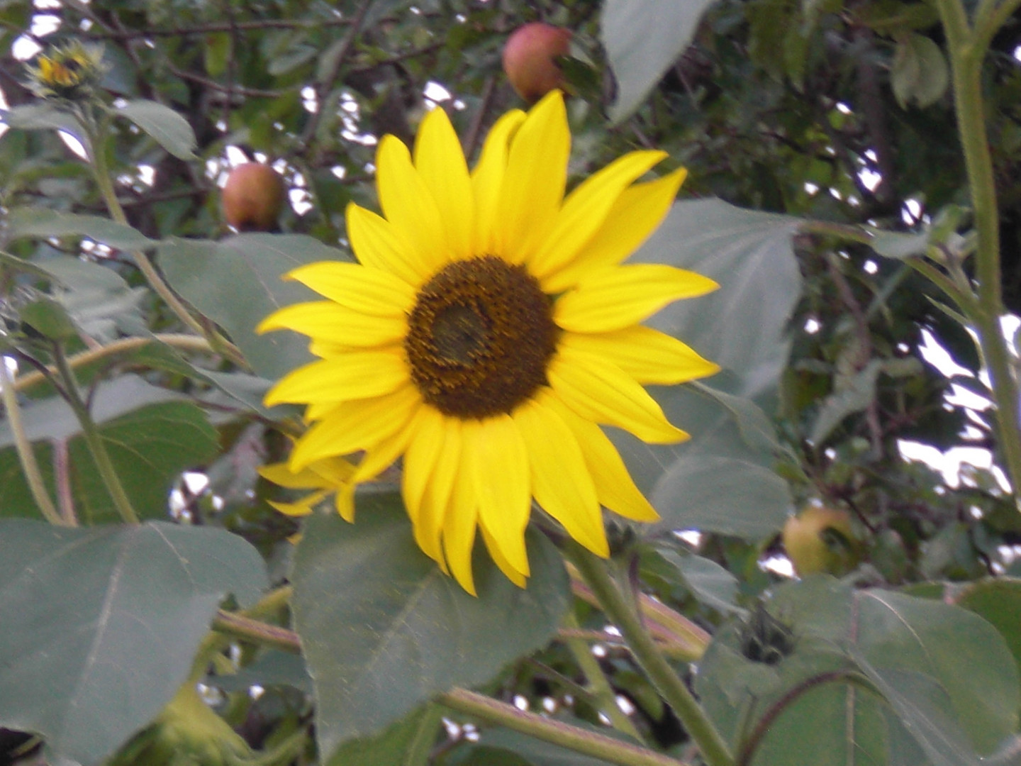 sonnenblume wenn auch nicht das beste foto