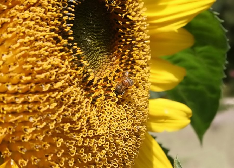 Sonnenblume wird ausgesaugt