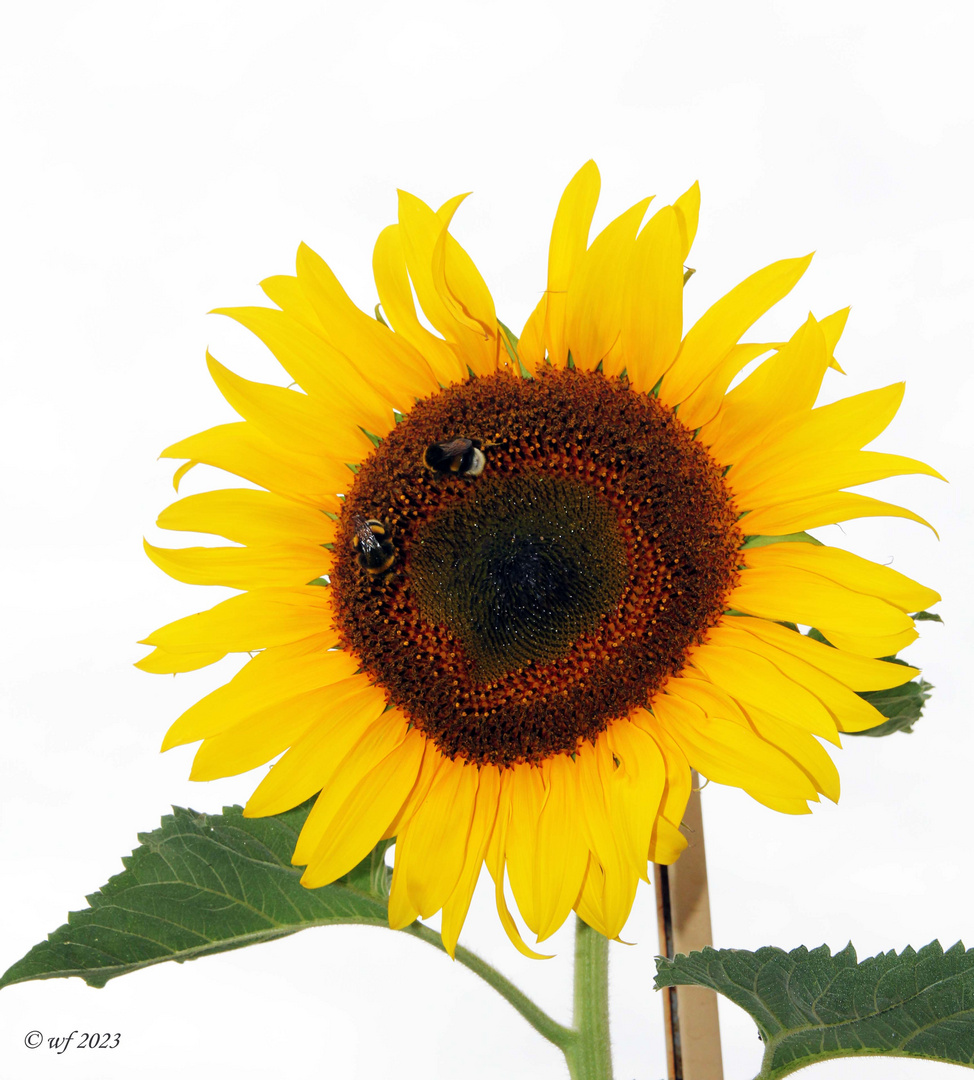 Sonnenblume wird immer größer