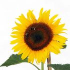 Sonnenblume wird immer größer