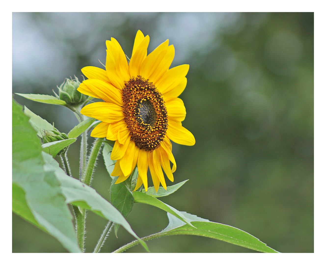 SONNENblume zum Mittwoch