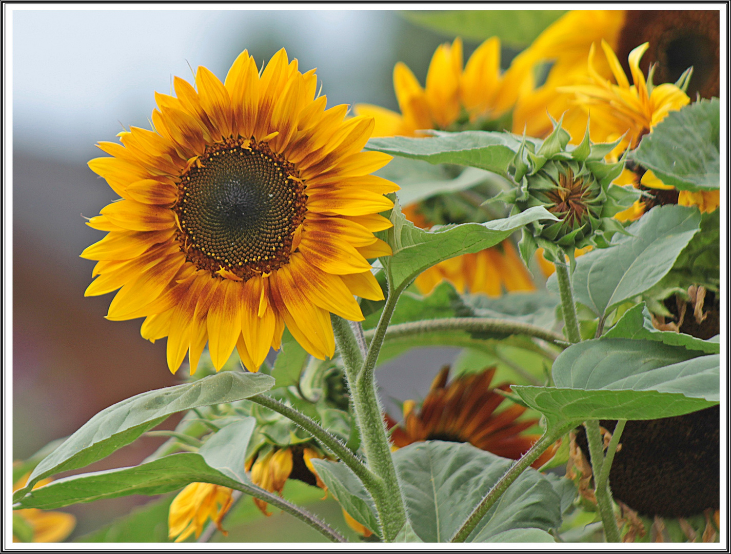 Sonnenblume zum Sonntag