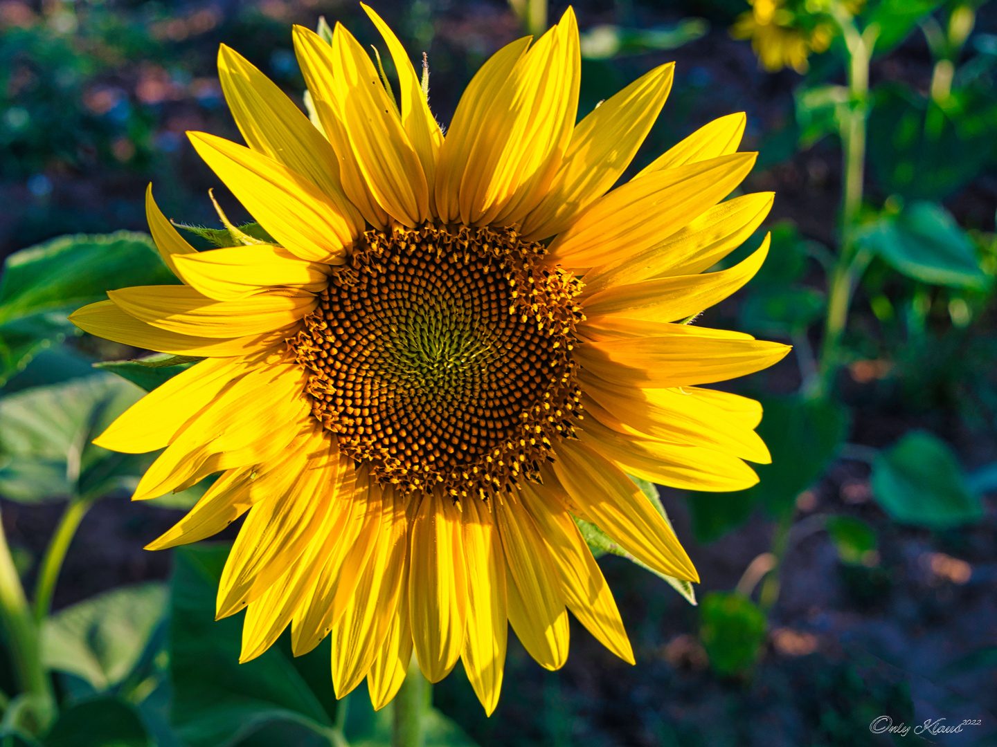 Sonnenblume zum zweiten mal