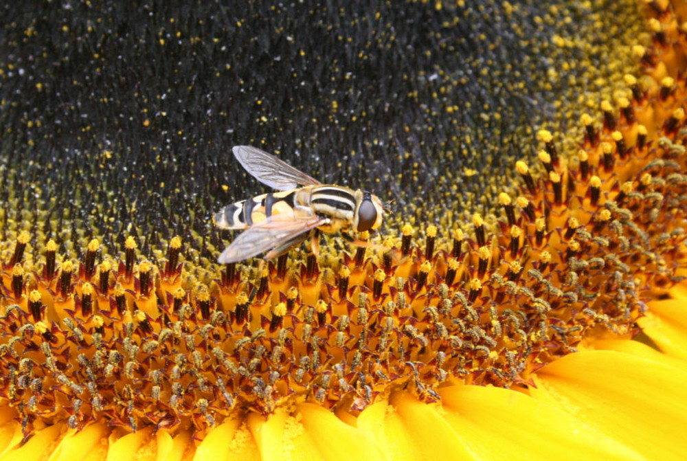 Sonnenblume zur Tarnung II