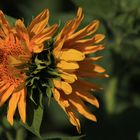 Sonnenblume Zwilling