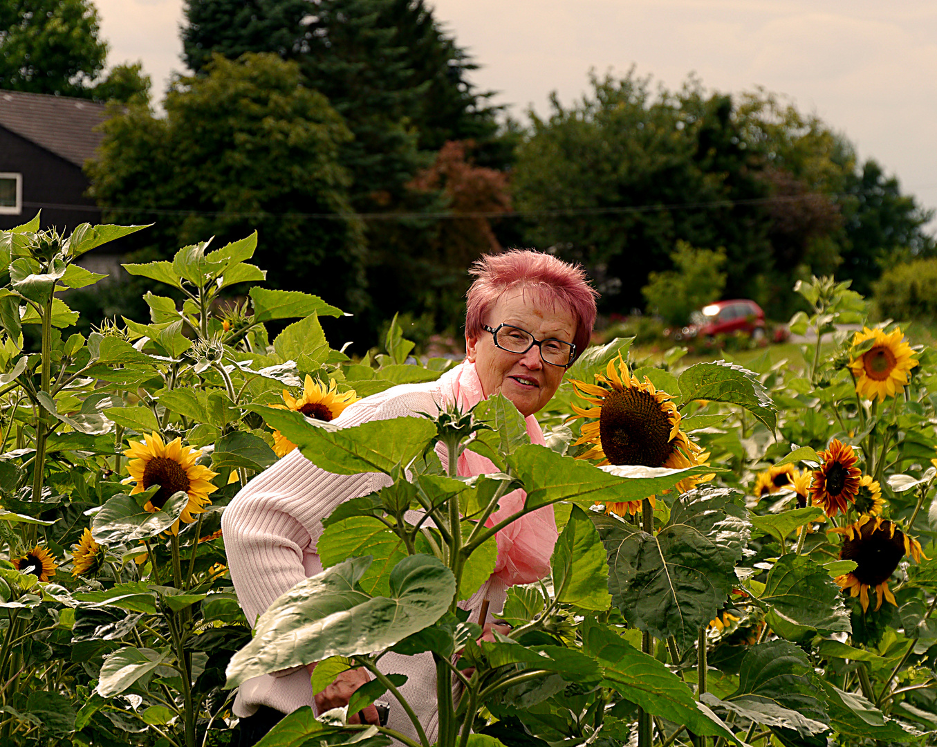 "Sonnenblume" zwischen Sonnenblumen.