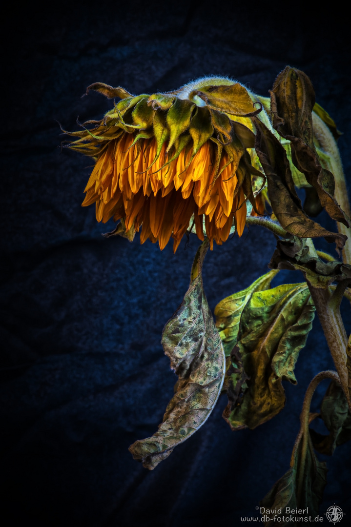 Sonnenblume_01