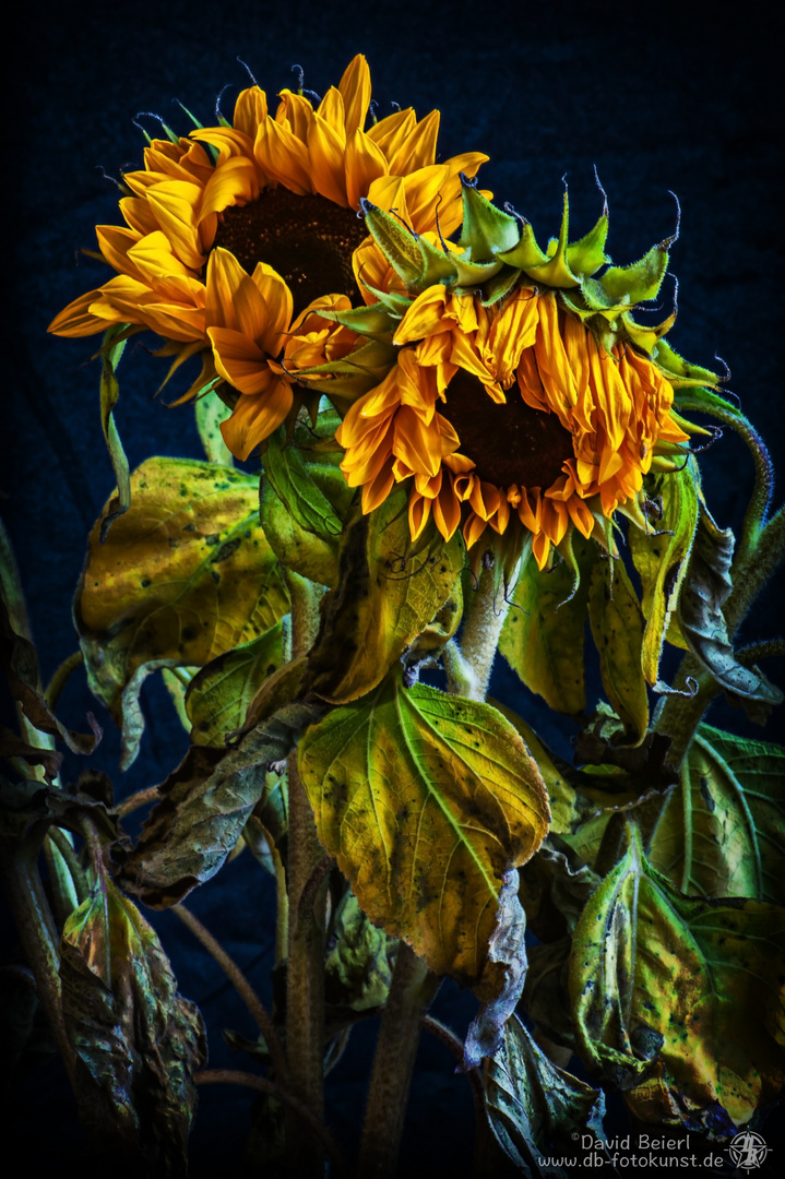 Sonnenblume_02