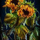 Sonnenblume_02