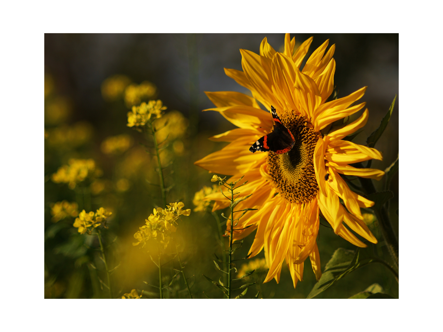 Sonnenblume_02…