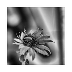 Sonnenblume_06