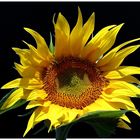 Sonnenblume1