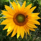 Sonnenblume1