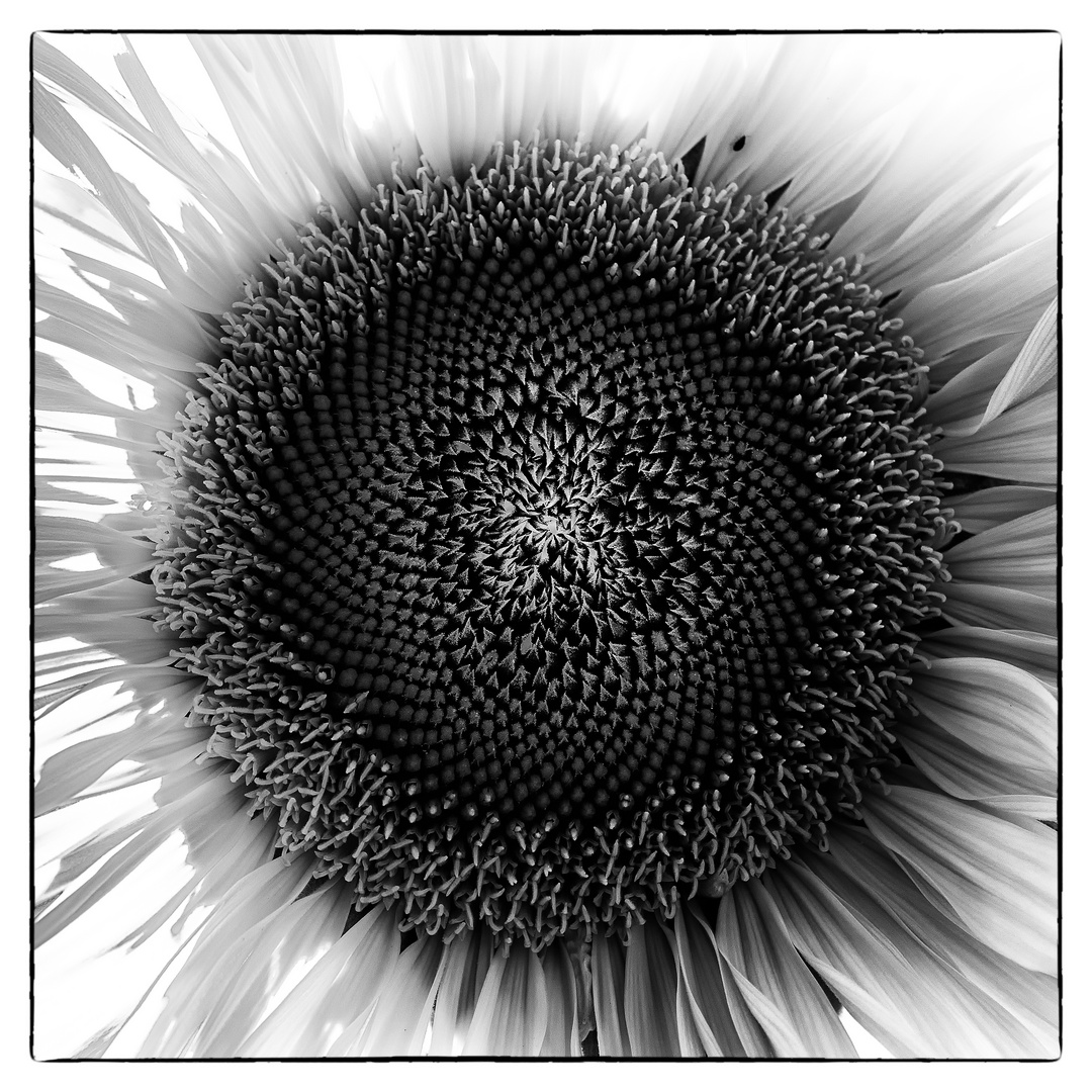 sonnenblume2