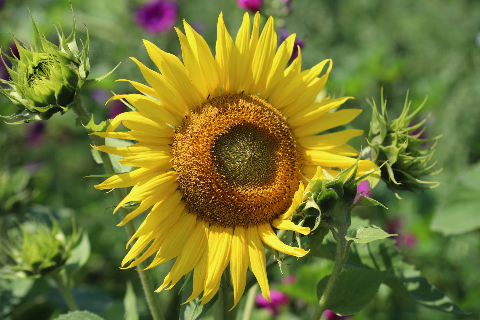 Sonnenblume_2