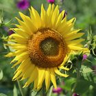 Sonnenblume_2