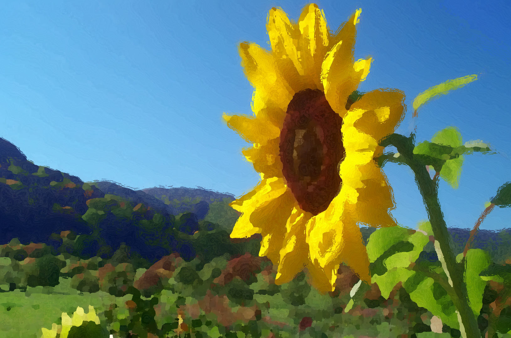 Sonnenblume3