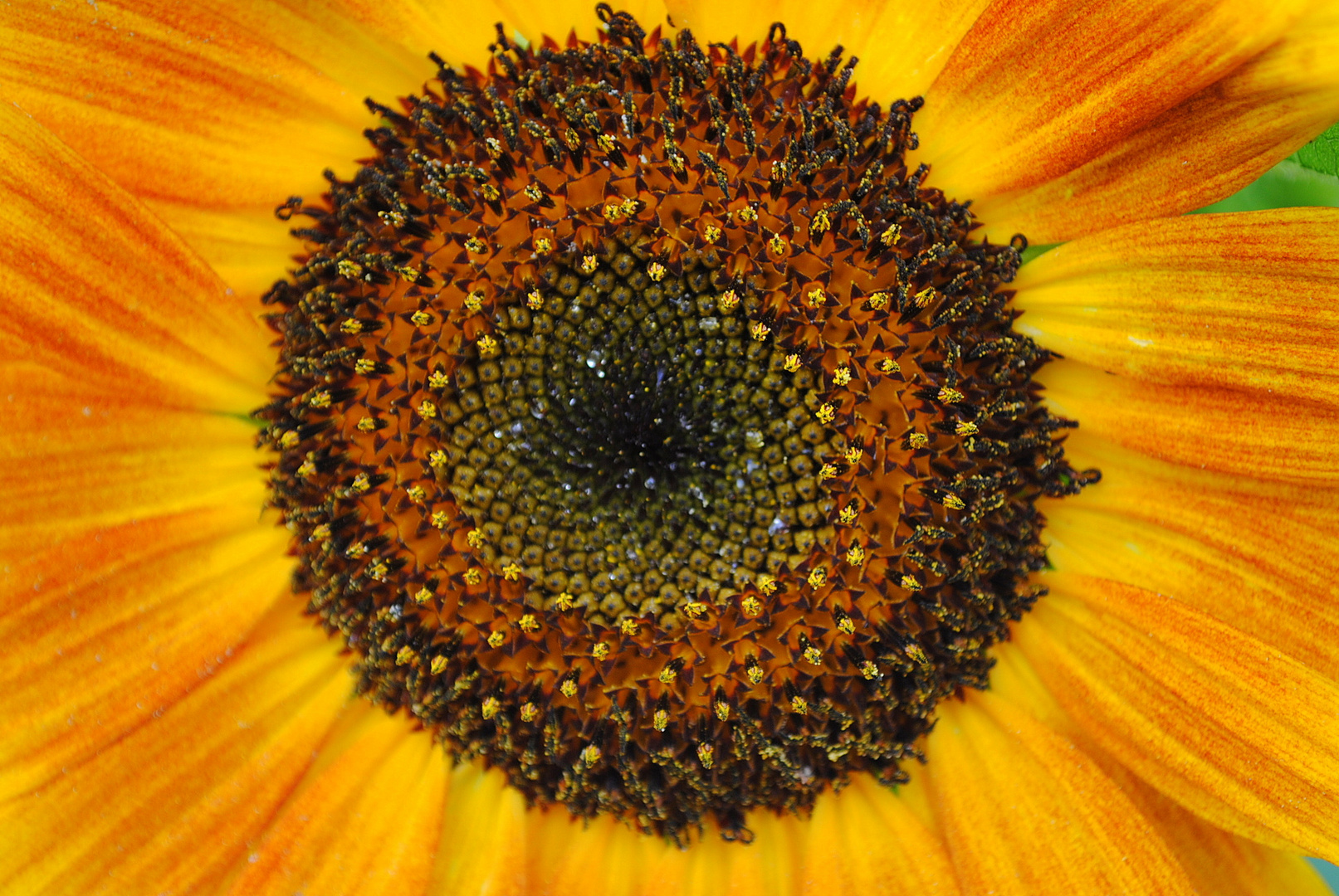 Sonnenblume3