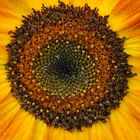 Sonnenblume3