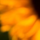 Sonnenblume_Herbst_Tabletop