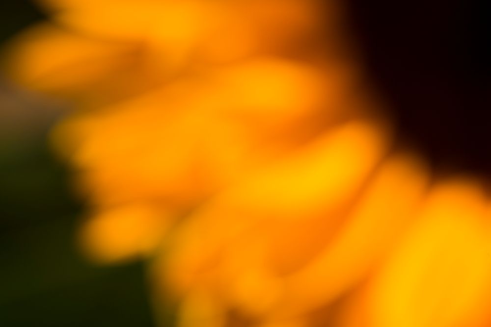 Sonnenblume_Herbst_Tabletop