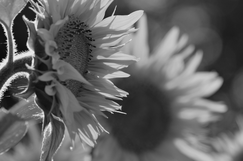 Sonnenblume....mal in schwarz-weiß