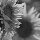 Sonnenblume....mal in schwarz-weiß