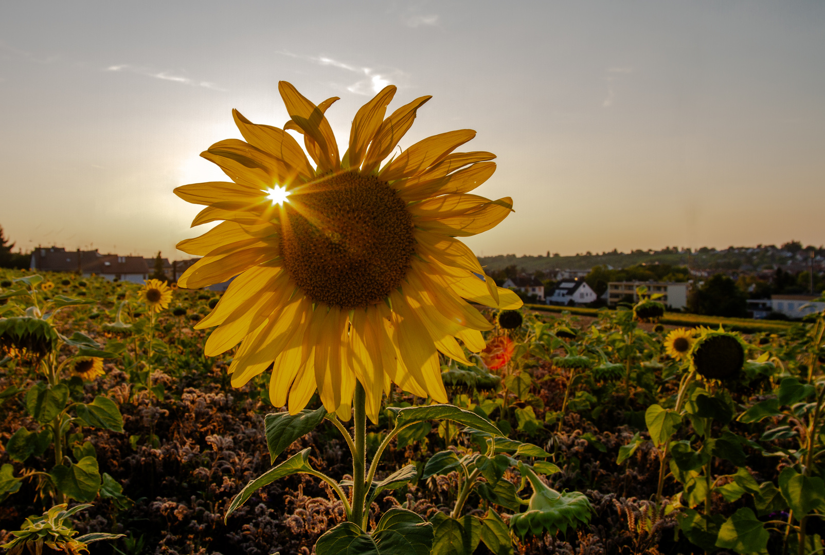 Sonnenblume_mit_Sonnenstern_auf dem_Feld_zum_kleinen_Asperg-0119