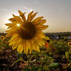 Sonnenblume_mit_Sonnenstern_auf dem_Feld_zum_kleinen_Asperg-0119