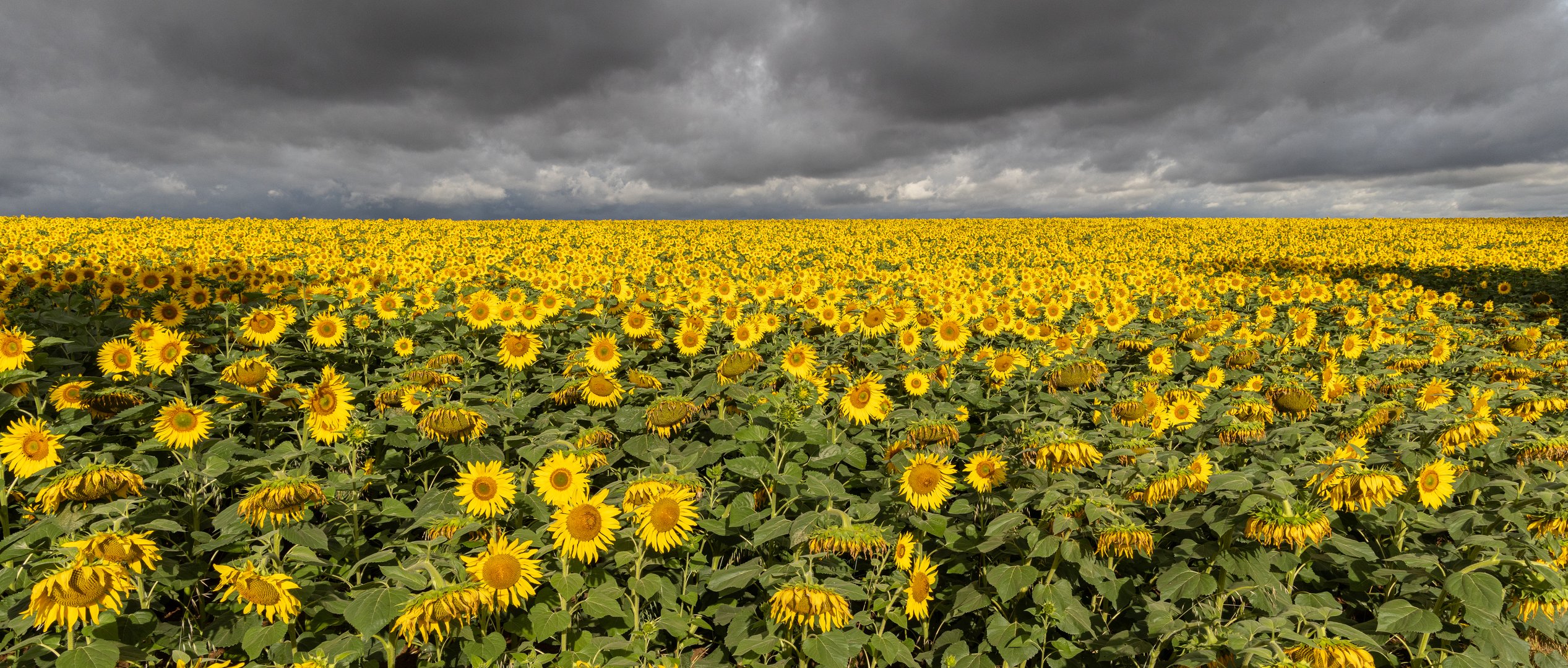 Sonnenblumen