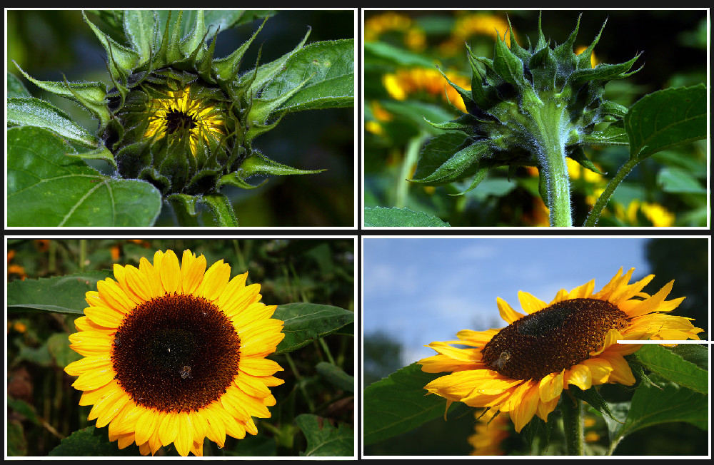 Sonnenblumen