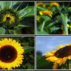 Sonnenblumen