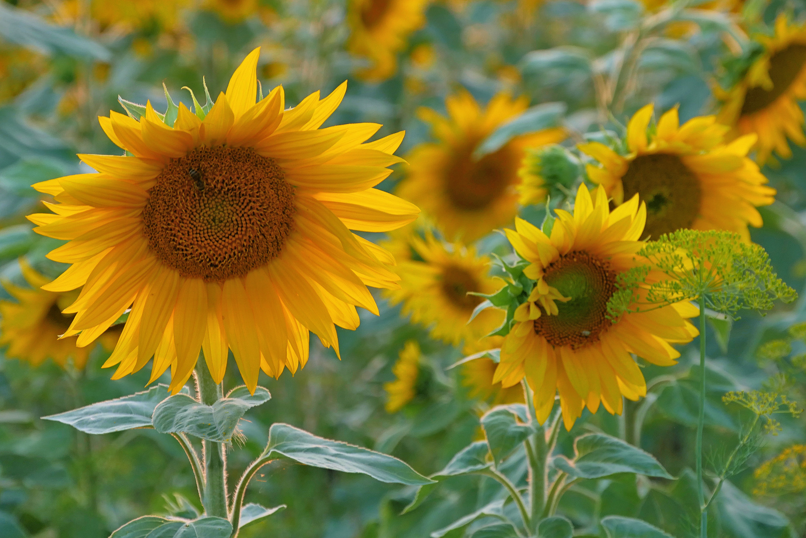 Sonnenblumen