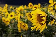 Sonnenblumen