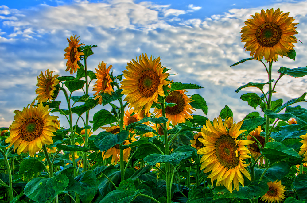 Sonnenblumen