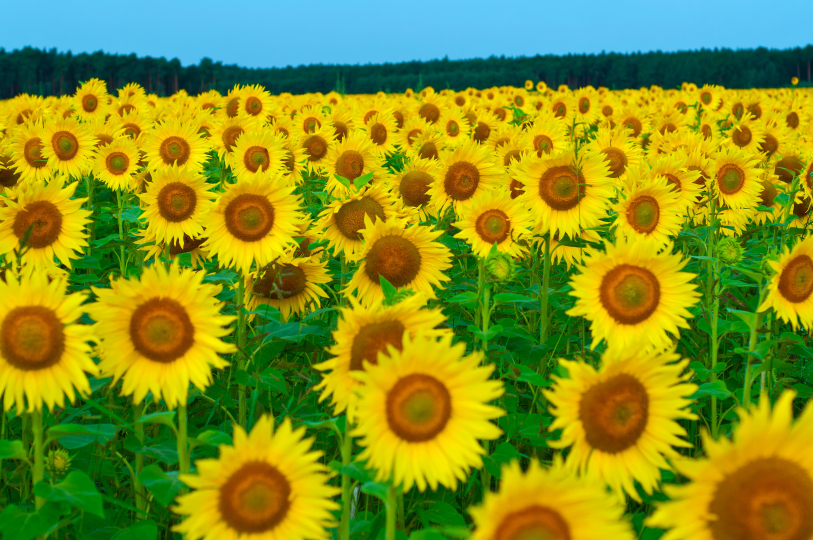 Sonnenblumen